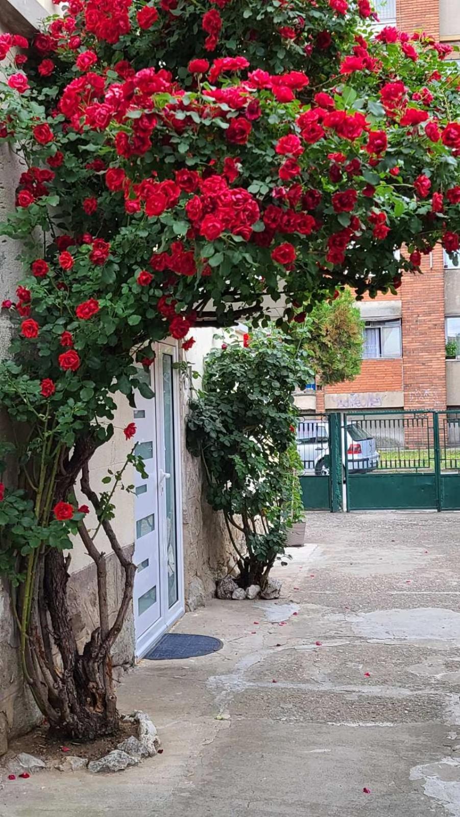 Apartament Happy Star Nisz Zewnętrze zdjęcie